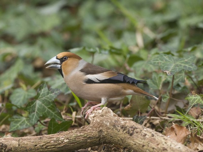Hordes of Hawfinch